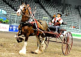 Clydesdales à vendre